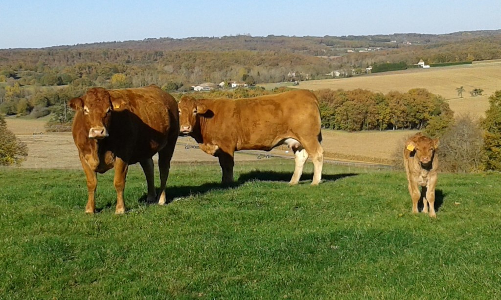 Ferme Darras : vente directe de viande de boeuf limousine